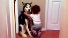 Une petite fille effrayée court vers son husky pour se protéger de l’aspirateur : la vidéo est tout simplement adorable