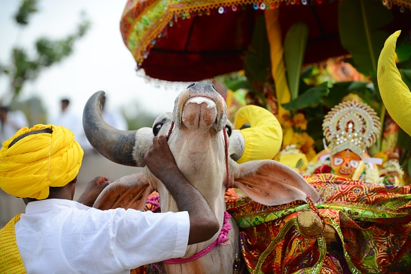 Illustration- Un taureau réagit lorsque de la musique forte est jouée lors d'une procession de Jal Yatra à Ahmedabad le 17 juin 2019. Photo SAM PANTHAKY / AFP via Getty Images.