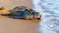 Thaïlande: des tortues rares profitent des plages sans touristes pour pondre plus d’œufs que jamais