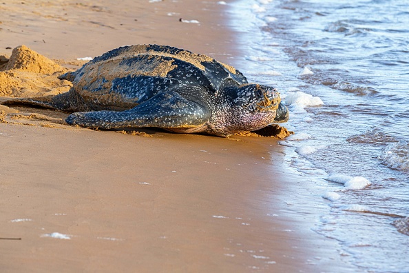 Une tortue luth retourne à la mer après avoir pondu sur la plage. (JODY AMIET/AFP via Getty Images)