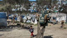 En Grèce, sur l’Île de Lesbos, des migrants afghans et africains ont coupé 5.000 oliviers centenaires