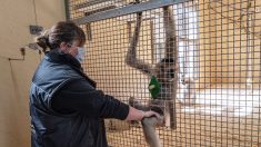 Coronavirus : dans les zoos, gare aux gorilles !