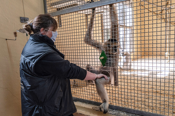 -Aline Drouin, gardienne de zoo, examine un gibbon au zoo de Mulhouse le 31 mars 2020 France. Les gardiens de zoo ici prennent des précautions lorsqu'ils travaillent avec ses créatures, comme porter des gants et des masques. Photo de Véronique de Viguerie / Getty Images.