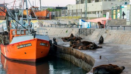 Des lions de mer prennent leurs aises dans une station balnéaire argentine