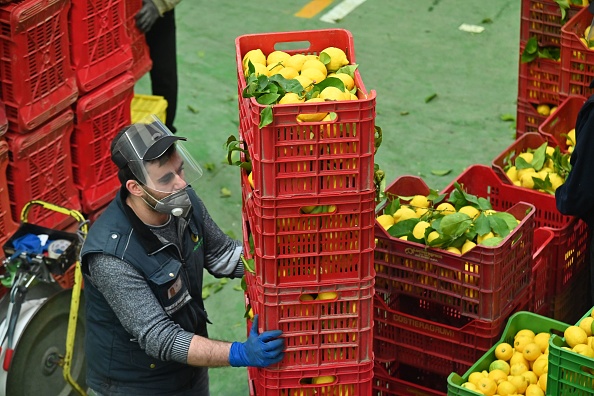 Les travailleurs préparent des citrons pour l'emballage pendant la récolte dans l'entreprise de culture traditionnelle du citron 'Costieragrumi De Riso', le 24 avril 2020 à Minori, au sud de Naples. (Photo : ANDREAS SOLARO/AFP via Getty Images)