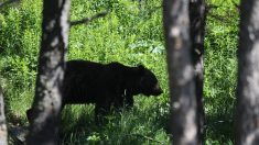 Pyrénées : l’ours Cachou retrouvé mort de cause inconnue en Catalogne