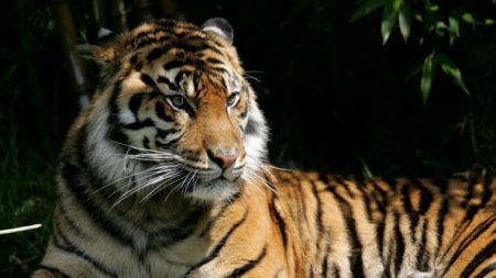 Un tigre d’un zoo de New York testé positif au virus du PCC