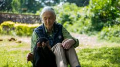 Coronavirus: les humains doivent cesser de « mépriser » la nature avertit Jane Goodall