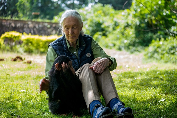 -La primatologue britannique Jane Goodall visite un centre de sauvetage de chimpanzés le 9 juin 2018 à Entebbe, en Ouganda. Photo par SUMY SADURNI / AFP via Getty Images.