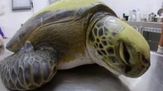 Une tortue verte sauvée d’un filet de pêcheur défèque 13 grammes de plastique, soulignant le problème de la pollution