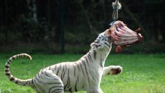 Coronavirus en Haute-Savoie : il lance un appel à l’aide pour pouvoir continuer à nourrir ses tigres