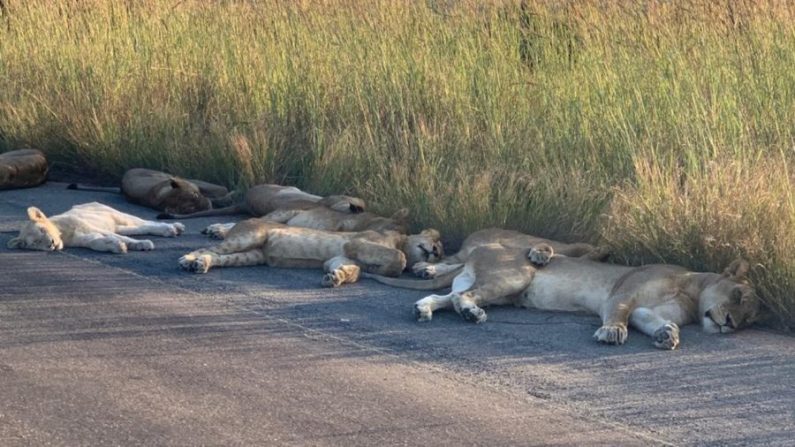 Des lions se reposent sur la route goudronnée à l'extérieur du camp de repos d'Orpen, dans le parc national Kruger, en Afrique du Sud. (Avec l'aimable autorisation du parc national Kruger via Twitter)