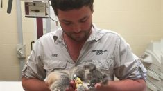 Un bébé Koala orphelin sauvé d’une «mort imminente» par le zoo australien est soigné et rééduqué pour vivre avec d’autres animaux