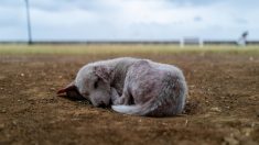 Un pitbull abandonné, sans fourrure et atteint de la gale, est soigné par sa mère d’accueil