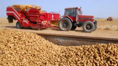 Un agriculteur de l’Idaho donne des millions de pommes de terre aux personnes dans le besoin