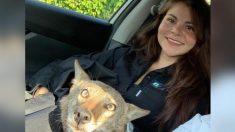 Une femme trouve un «chien» renversé par une voiture et le sauve, puis découvre qu’il est en fait un coyote