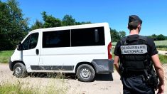 Nantes : les gendarmes interceptent trois monospaces et y découvrent une trentaine de brebis vivantes