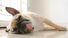 Ce que la position que prend votre chien pour dormir révèle de sa personnalité et de sa psychologie