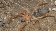 Un homme aperçoit un hybride d’araignée et de scorpion absolument affreux sur sa maison