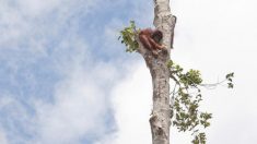 Un orang-outan terrifié et affamé s’accroche à un arbre isolé alors que des bulldozers détruisent son habitat naturel, la forêt tropicale