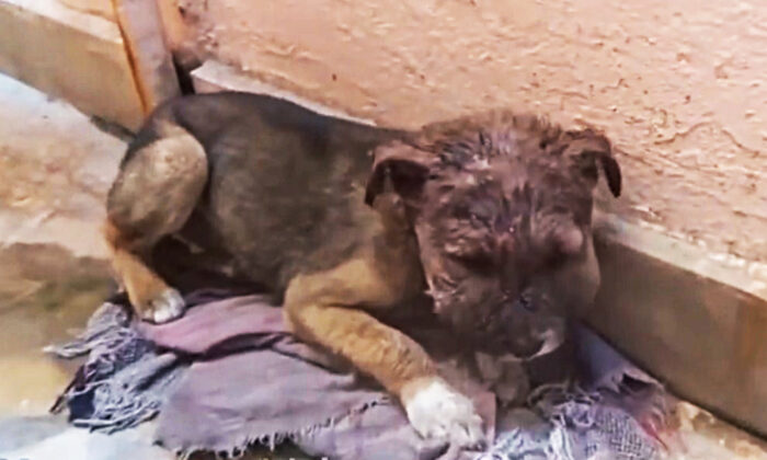 (YouTube capture d’écran | Animal Aid Unlimited, India)