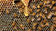 Var: 276 ruches volées à deux apiculteurs pendant le confinement: «Deux ans de travail perdu»