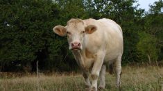Ille-et-Vilaine : une vache tuée et dépecée en plein champ, sa propriétaire sous le choc
