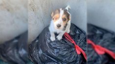 Guingamp : un chiot mutilé, enfermé vivant dans un sac et jeté dans une poubelle