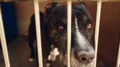 Le président de la SPA s’alarme: «Des milliers d’animaux seront euthanasiés» en conséquence du confinement