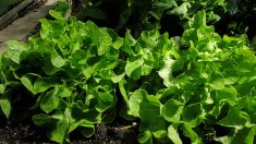 Vaucluse : faute de main d’œuvre pour ramasser ses salades, un agriculteur obligé de détruire toute sa récolte