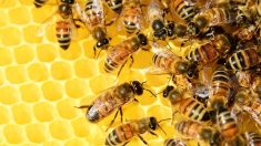 Confinement : un apiculteur alsacien témoigne que ses abeilles «n’ont jamais produit autant de miel»