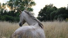 Confinement : les propriétaires de chevaux sont maintenant autorisés à s’occuper de leurs animaux