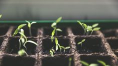 Confinement : la vente de semences et de plants potagers maintenant considérée de «première nécessité»
