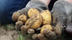 Yonne : il se fait livrer 30 tonnes de pommes de terre par peur de manquer