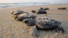 Brésil : des tortues de mer en voie d’extinction profitent des plages désertées par le confinement