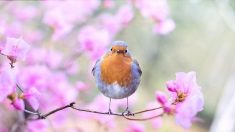 Plus de 300 chants d’oiseaux de nos campagnes classés par ordre alphabétique sur Internet