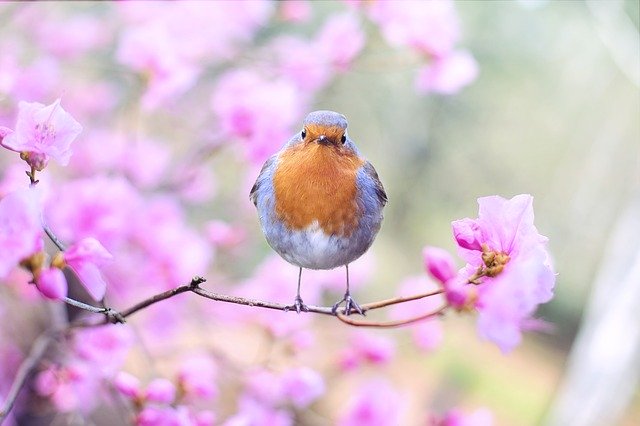Le printemps est une période qui connaît une explosion de chants d'oiseaux (Pixabay/Jill Wellington)