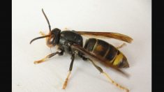 Les experts s’empressent d’exterminer les «frelons meurtriers» asiatiques découverts aux États-Unis pour la première fois, afin de sauver les abeilles domestiques