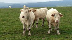 Vosges : série d’attaques sauvages contre des bovins en pleine nuit depuis début mai