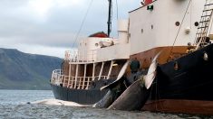 Aucune baleine ne sera chassée cet été : la fin de la chasse à la baleine en Islande?
