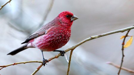 Les roselins exotiques : pouvez-vous distinguer ces différents oiseaux de couleur rose?