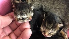 États-Unis : né avec deux visages, un chaton décède quelques jours après sa naissance
