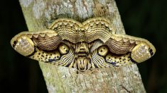 Un photographe capture des images incroyables d’un papillon brahmane géant, aux ailes «en oeil de tigre», avec des détails étonnants