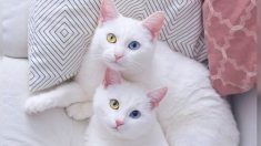 Des chattes sœurs jumelles, atteintes d’une affection oculaire rare, ont deux yeux d’une couleur différente les rendant célèbres sur Instagram