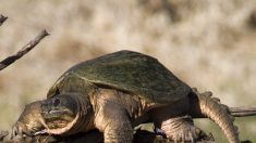 Canal du Midi : après les tortues alligators, une autre espèce de tortue dangereuse découverte près de Toulouse