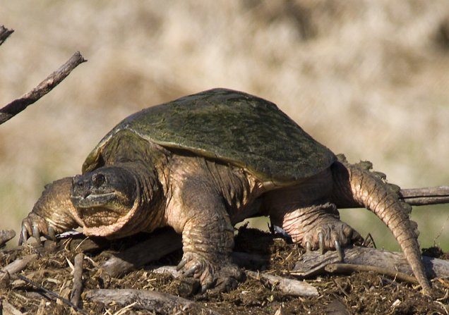 Une tortue serpentine (Wikimedia/Mjbaker/CC 3.0)