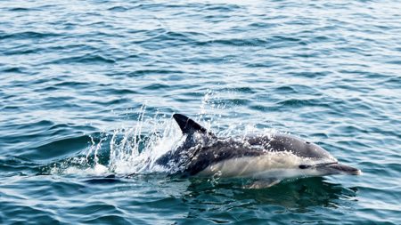 Zafar, le dauphin habitué de la rade de Brest, a été retrouvé mort sur une plage hollandaise