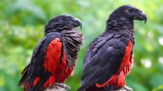 Le perroquet de Pesquet, ou «perroquet Dracula», est d’une beauté hypnotisante, mais sa population diminue à cause des braconniers qui recherchent ses plumes