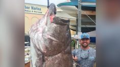 Un homme pêche un énorme mérou de 160 kilos au large du sud-ouest de la Floride