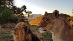 Deux lions rescapés d’une vie en captivité tombent amoureux dans un sanctuaire en Afrique du Sud